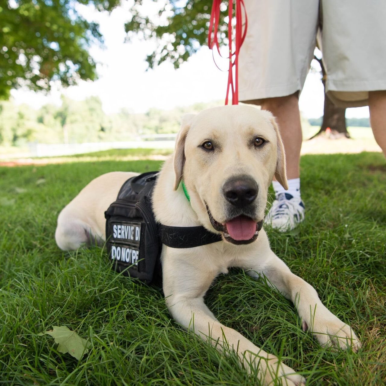 Service Dog Certification Online Registration